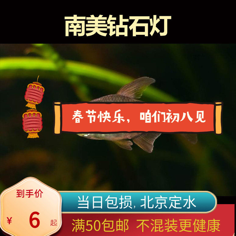 南美钻石灯高端灯科鱼观赏鱼热带鱼草缸群游鱼稀有小型观赏鱼北京