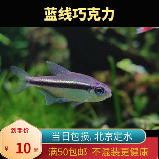 蓝线巧克力霓虹绯红北京小型草缸观赏鱼淡水高端热带鱼群游南美