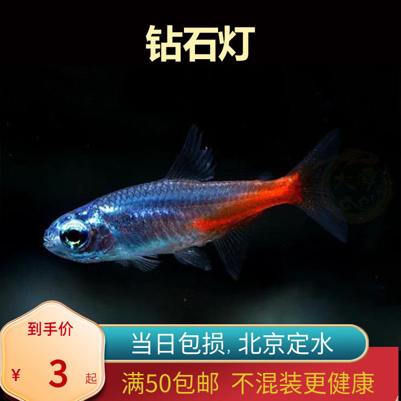 钻石日光灯北京小型草缸观赏鱼红绿灯科鱼群游淡水新手耐养热带鱼