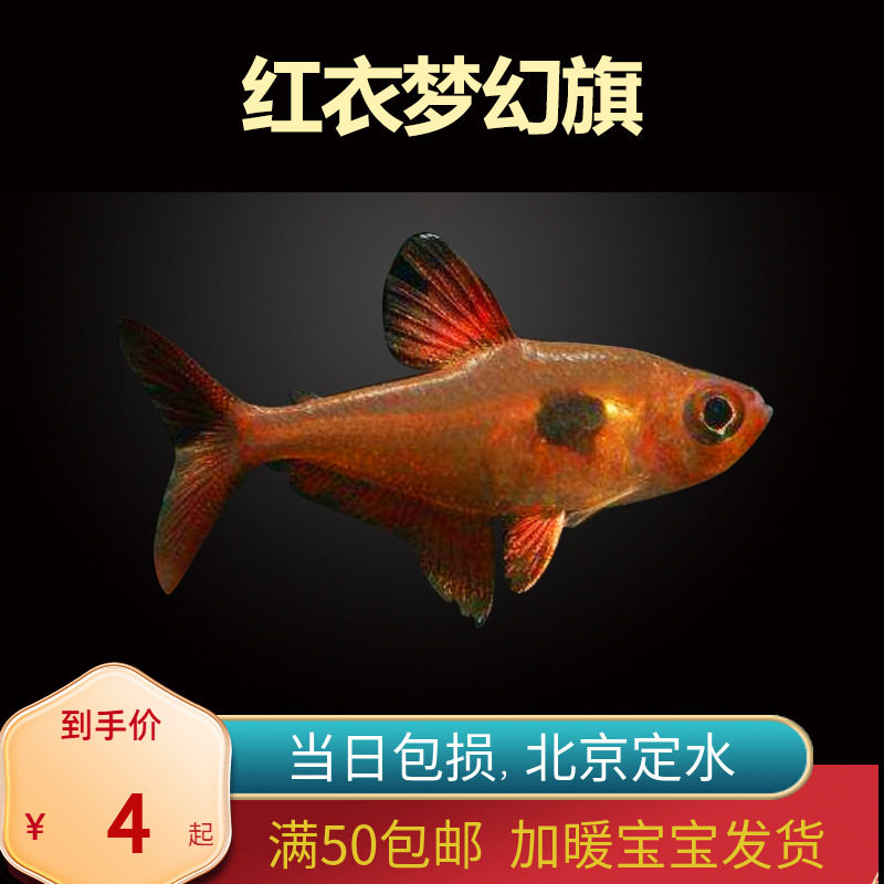 红衣梦幻旗灯火焰北京小型草缸观赏鱼套餐淡水新手耐养热带鱼