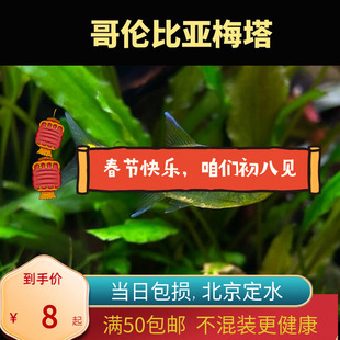 哥伦比亚梅塔蓝线灯鱼小型南美稀有高端鱼草缸群游灯科鱼北京皇后