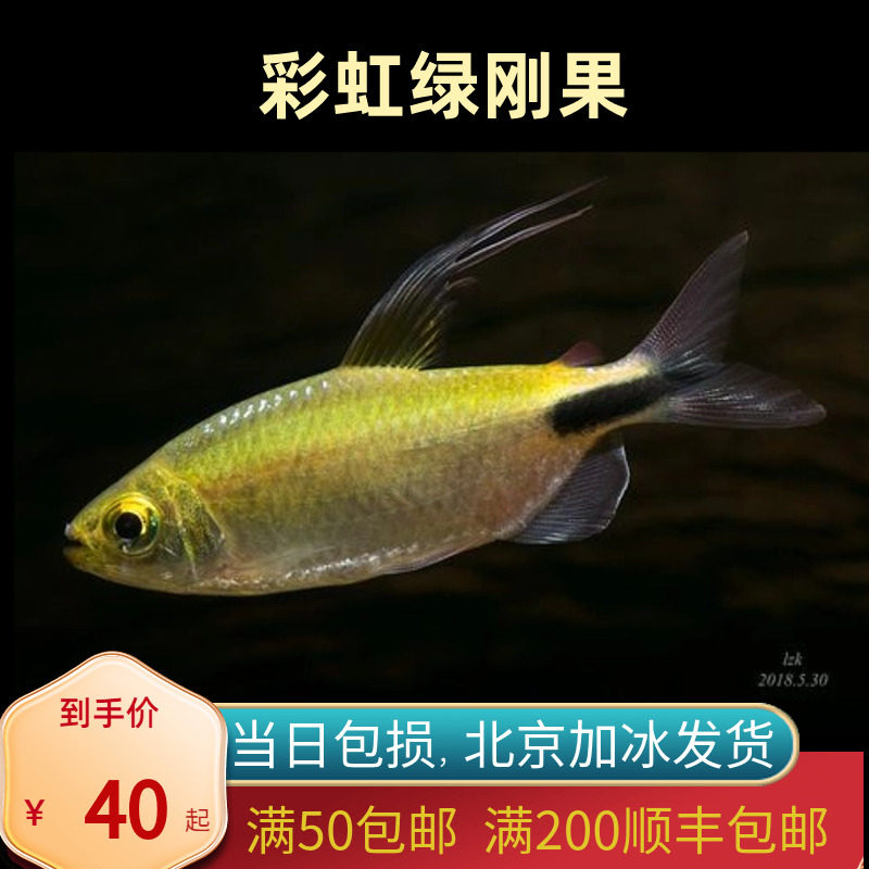 彩虹绿刚果灯鱼非洲北京小型草缸观赏鱼淡水新手热带鱼群游