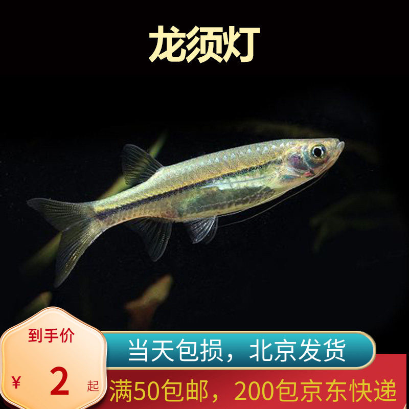 龙须灯鱼北京小型草缸观赏鱼淡水新手耐养热带鱼群游南美油膜