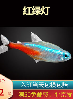红绿灯鱼北京小型草缸观赏鱼套餐灯科鱼宝莲灯淡水新手耐养热带鱼