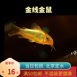 金线金鼠异型鼠鱼南美生态鱼热带鱼观赏鱼人工鱼北京高端工具鱼