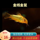 金线金鼠异型鼠鱼南美生态鱼热带鱼观赏鱼人工鱼北京高端工具鱼