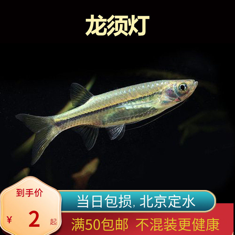 龙须灯鱼北京小型草缸观赏鱼淡水新手耐养热带鱼群游南美油膜