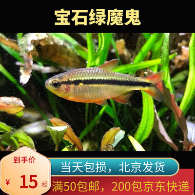 宝石绿魔鬼灯鱼霓虹高端稀有品种热带观赏鱼小型灯科水草缸北京