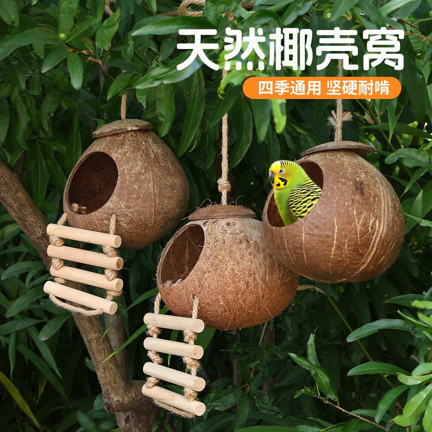 椰子壳鸟窝四季通用虎皮牡丹玄风