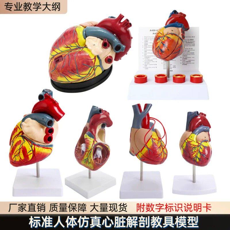 人体标准心脏解剖模型 B超彩超可拆卸自然大心脏医学教学教具模型
