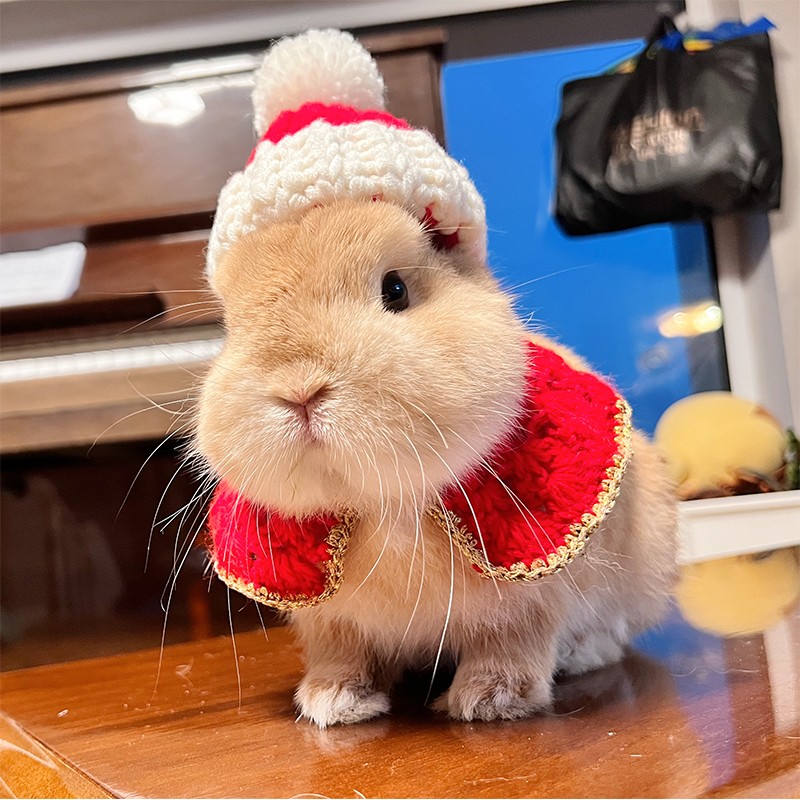 兔子新年战袍衣服领结帽子牵引绳