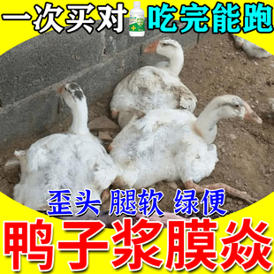 鸭鹅浆膜焱专用禽用鸡鸭鹅黄白绿便站不起扭头歪脖走路无力软脚药