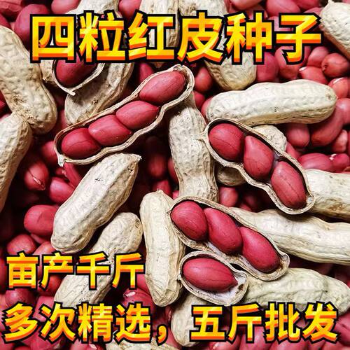 当季新货带壳四粒红生花生农家