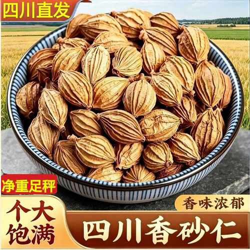 四川香砂仁川砂仁金砂仁非春砂仁