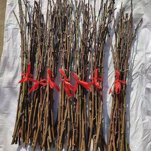 复古桃木东南枝桌面摆件10枝一捆乔迁装饰天然桃木棍