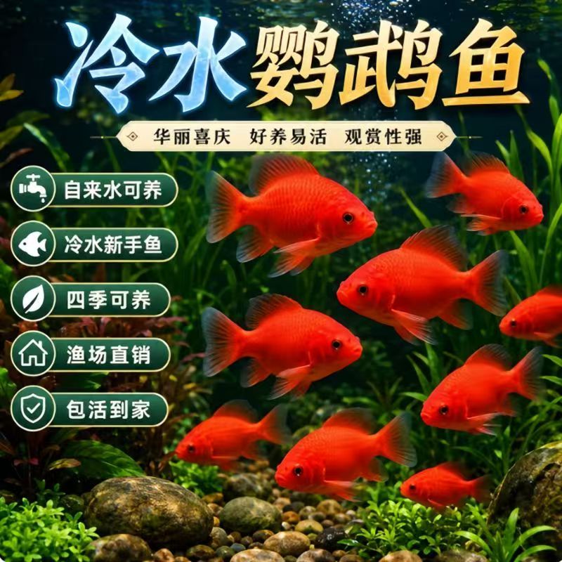 冷水鹦鹉鱼红色观赏鱼兰花新手易养活体鱼招财风水鱼四季可养包邮