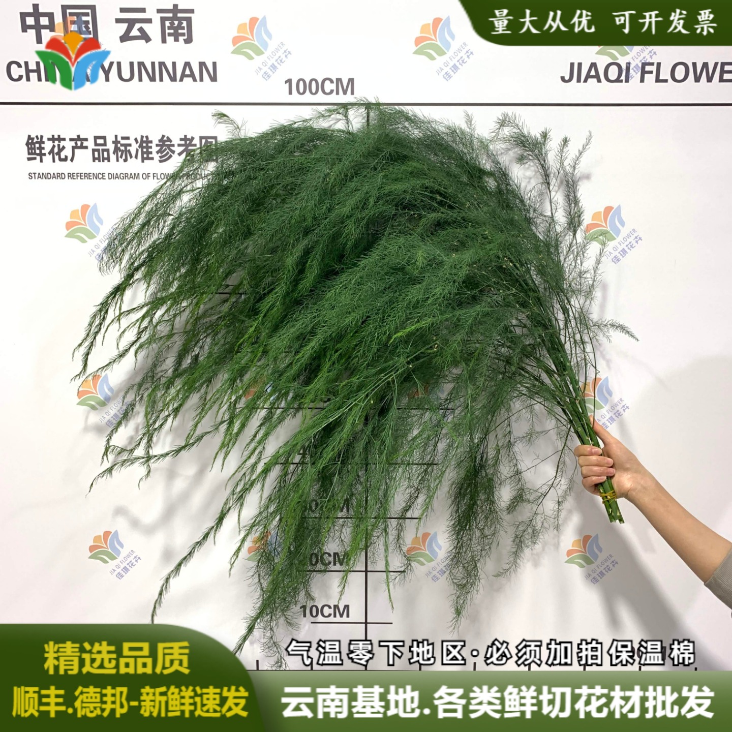 芦荨草鲜花龙须草云南直发鲜切