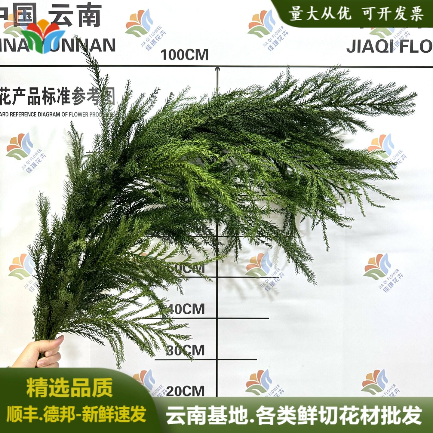 天竺少女松枝鲜切花云南基地直发绿色序花材婚庆布置鲜花圣诞节松