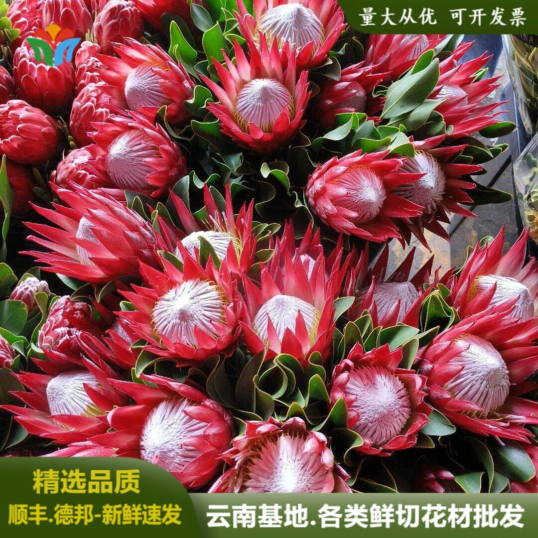 进口鲜花帝王花公主花南非鲜切花水养可做干花婚庆手捧花小众花材图片