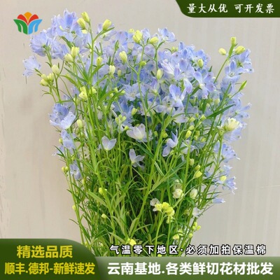小飞燕鲜花云南基地直批飞燕草婚庆活动鲜花花束配花配草水养切花
