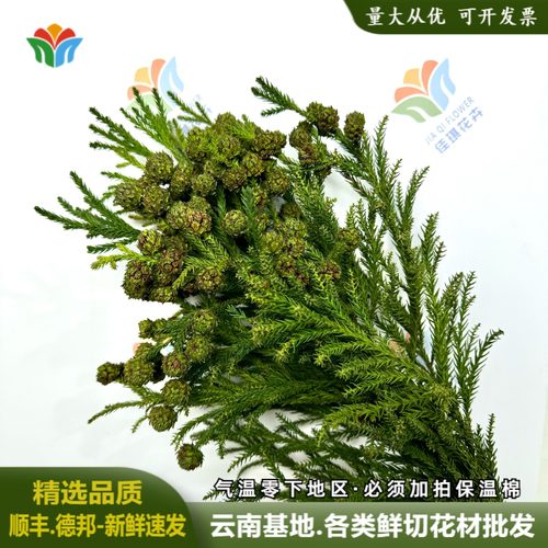 天竺少女果松圣诞节日布置松枝新鲜圣诞树花材云南昆明直发鲜切花
