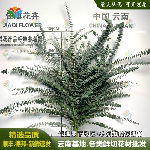新鲜尤加利叶材云南昆明直发