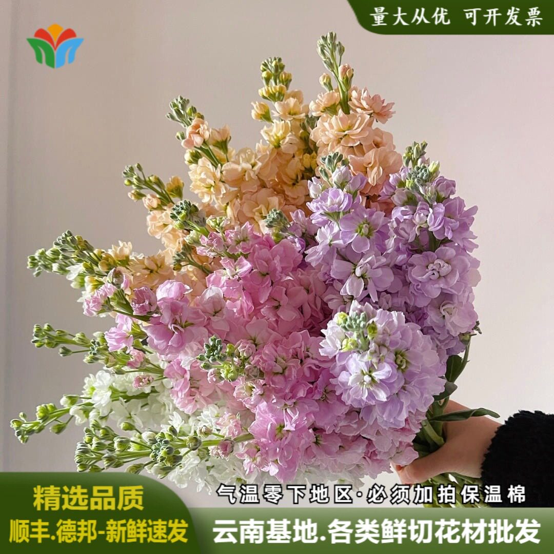 紫罗兰鲜花多色带香味鲜切花活动婚庆布置花材小众水养花束插花