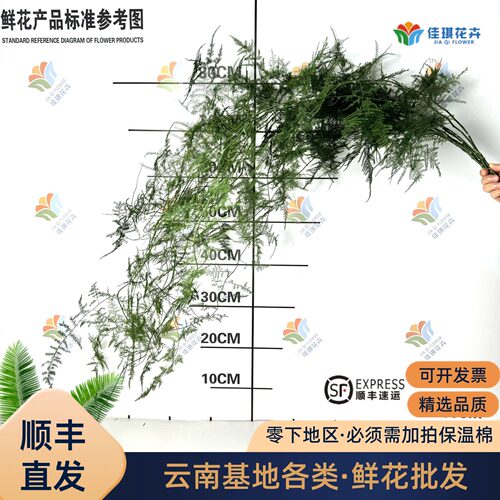 文竹鲜切花婚礼插花花材鲜花