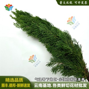 龙柏枝鲜切云南基地直发龙柏松圣诞节日布置松枝家庭水养绿色植物