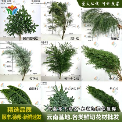 鲜花松枝圣诞节松树水养花材