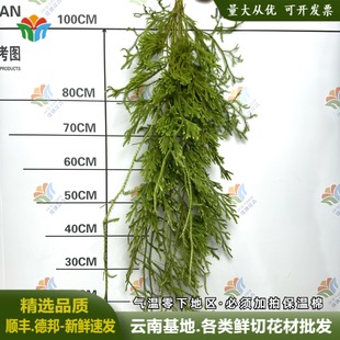 新鲜过山龙鲜切花石松植物伸筋草森系婚庆婚礼花材diy鲜花花材