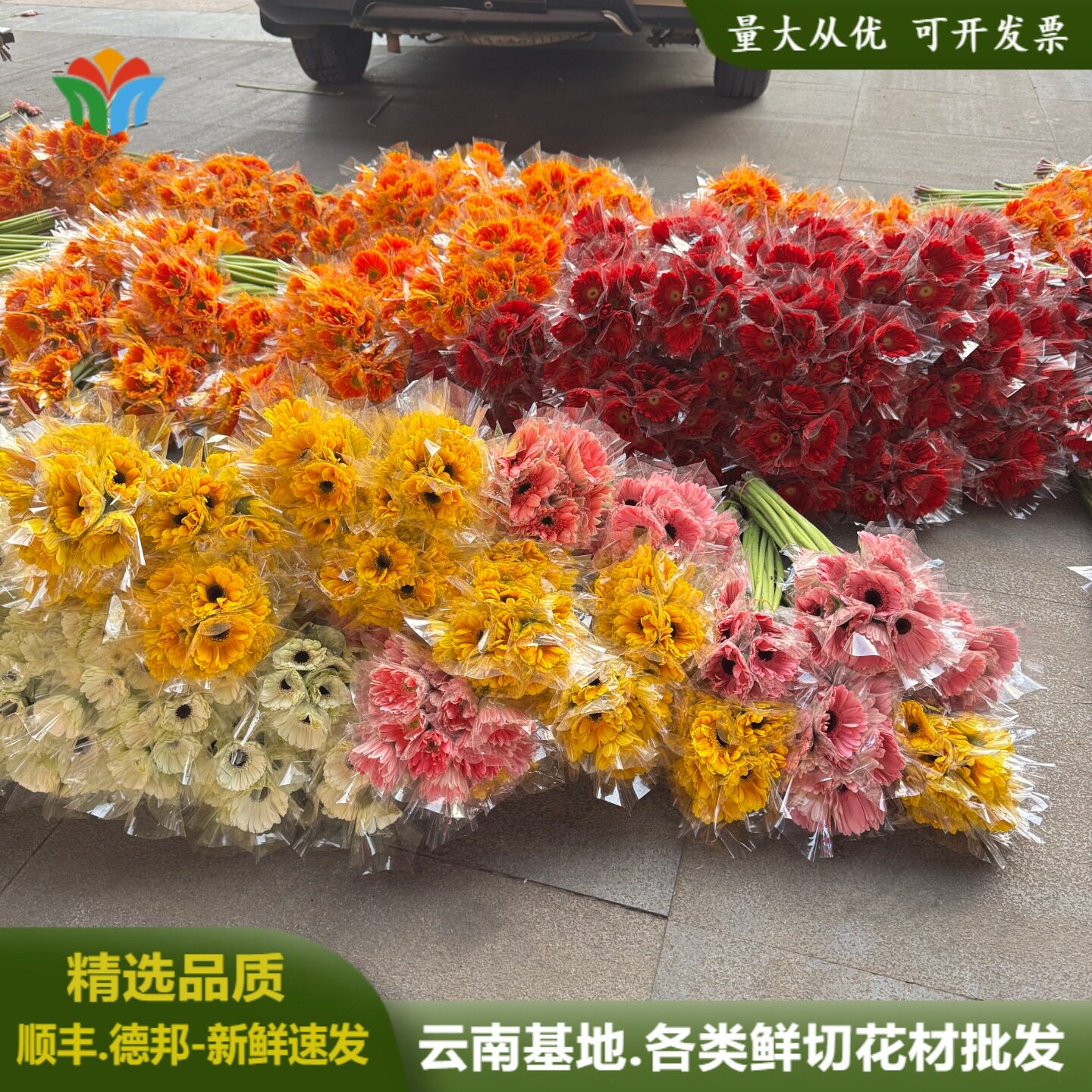 非洲菊鲜花弗朗扶郎花鲜切花太阳花云南直发水养花束配花节日花材