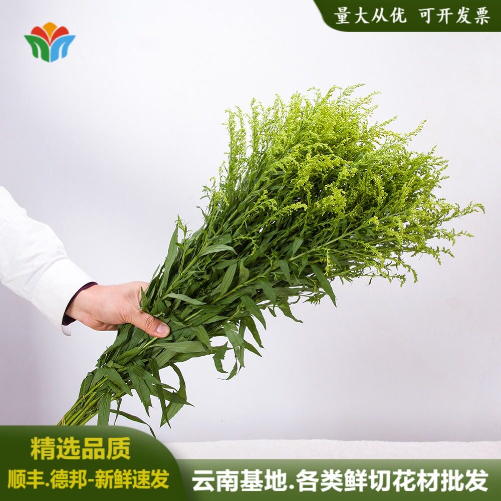 新鲜黄莺草鲜花云南直批黄英婚庆活动装饰花材节日花束配花配叶