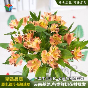 水仙百合鲜花云南基地直发家庭办公室水养花新鲜花束六出花