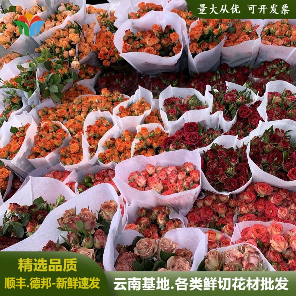 新鲜多头玫瑰鲜花云南基地直发蔷薇泡泡玫家庭水养婚庆用花货源