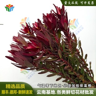 木百合鲜切花年宵花家庭水养花材南非洲郁金香红色宫殿木本切花