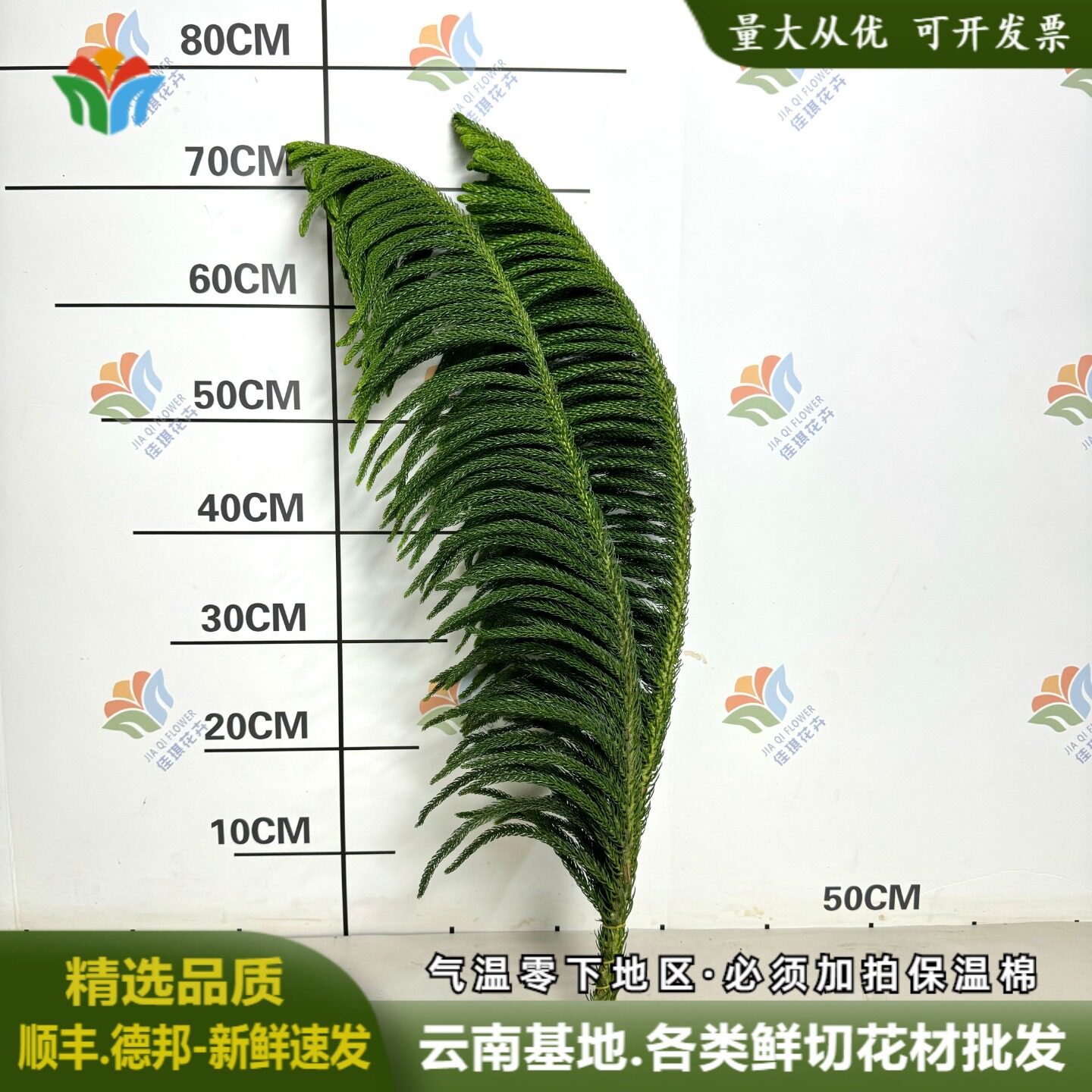 南洋杉鲜切枝条婚庆布置鲜花绿色清新水养绿植圣诞节小众花材装饰