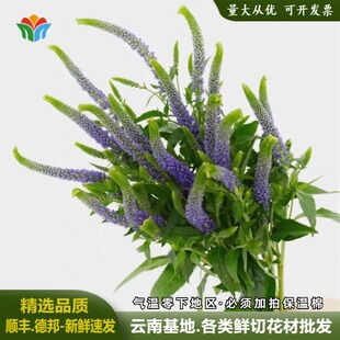 鼠尾花云南基地直发鼠尾草花艺花束配花配草灵动手捧花材鲜花货源