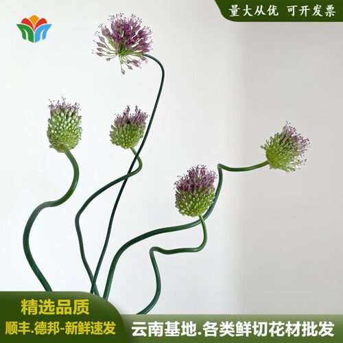日本弯葱奇异稀有水培鲜花