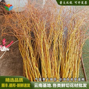 进口黄金龙柳水培植物鲜枝水养绿植室内枝条好养花鲜切花顺丰包邮