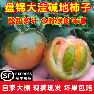 正宗盘锦碱地柿子丹东铁皮柿子绿腚鹰爪西红柿草莓番茄水果自然熟