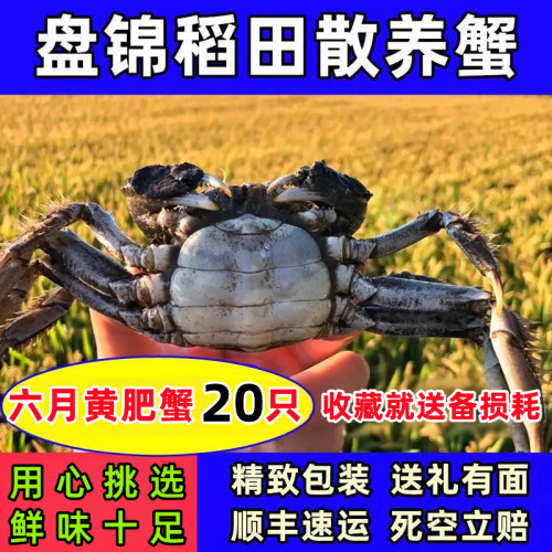 盘锦河蟹稻田蟹六月黄肥蟹公鲜活