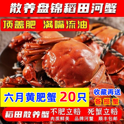 盘锦河蟹稻田蟹鲜活螃蟹公母包邮