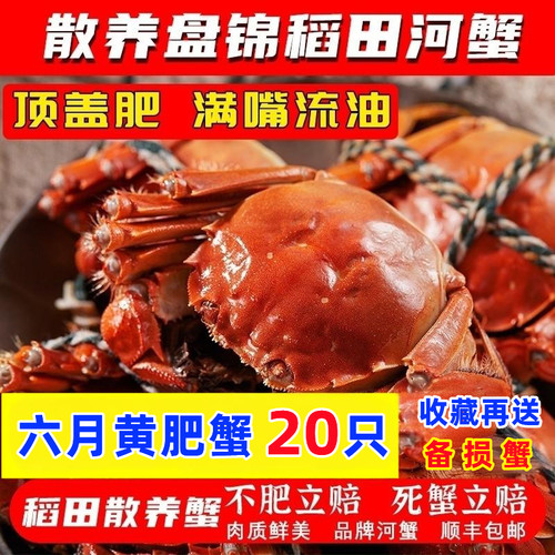 盘锦河蟹稻田蟹鲜活螃蟹公母包邮