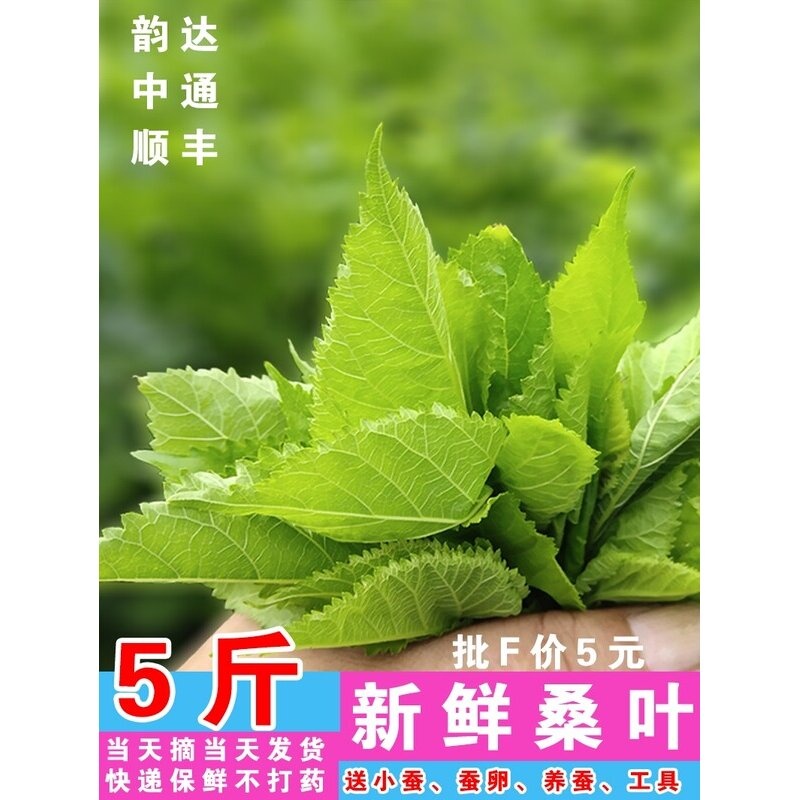 新鲜桑叶蚕宝宝学生养蚕桑叶喂蚕嫩桑叶蚕农基地现摘包新鲜嫩桑叶