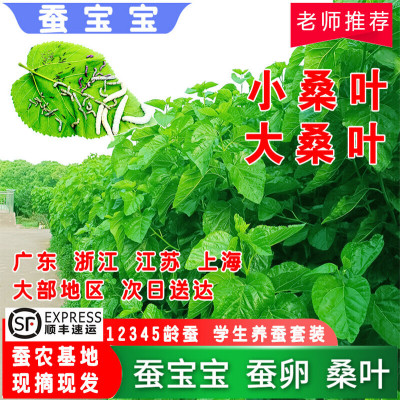 蚕宝宝桑叶喂蚕新鲜桑叶学生养蚕套装鲜嫩小桑叶蚕农基地现摘蚕卵