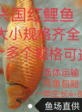 红鲤鱼苗淡水鱼塘养殖食用活体兴国红鲤鱼苗包活免邮生长速度超快