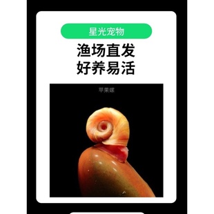 红苹果螺水族小型观赏螺除藻清洁斑马狗头饲料黄金螺鱼缸工具活体