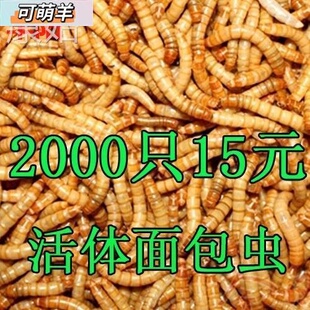 画眉宠物黄家用粮食活体鲜活虫面包虫相思鸟鸟粮散装小号活虫。