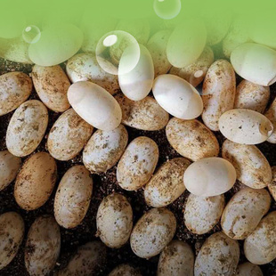 可孵化乌龟蛋中华草龟巴西龟活物小宠物龟受精蛋花龟鳄龟